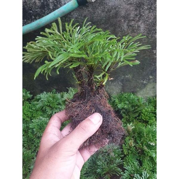 Cây bonsai tiểu cảnh Trường sinh thảo