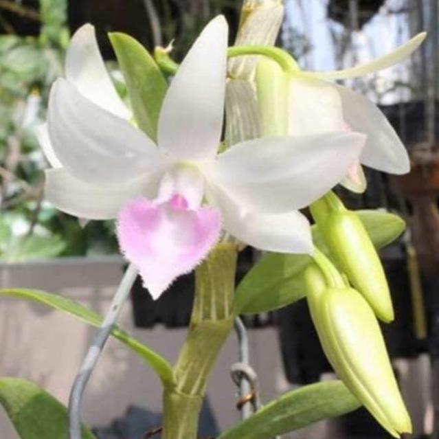 PHI ĐIỆP 5CT NHA TRANG