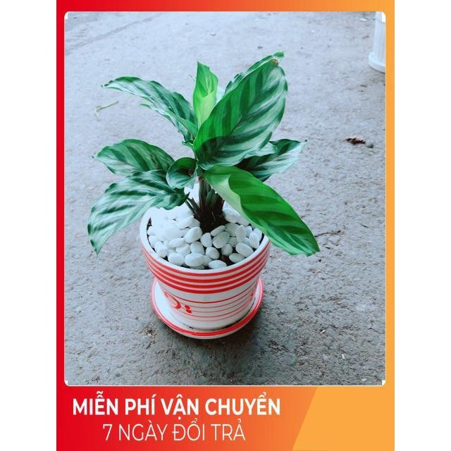 Chậu Đuôi Công Xanh