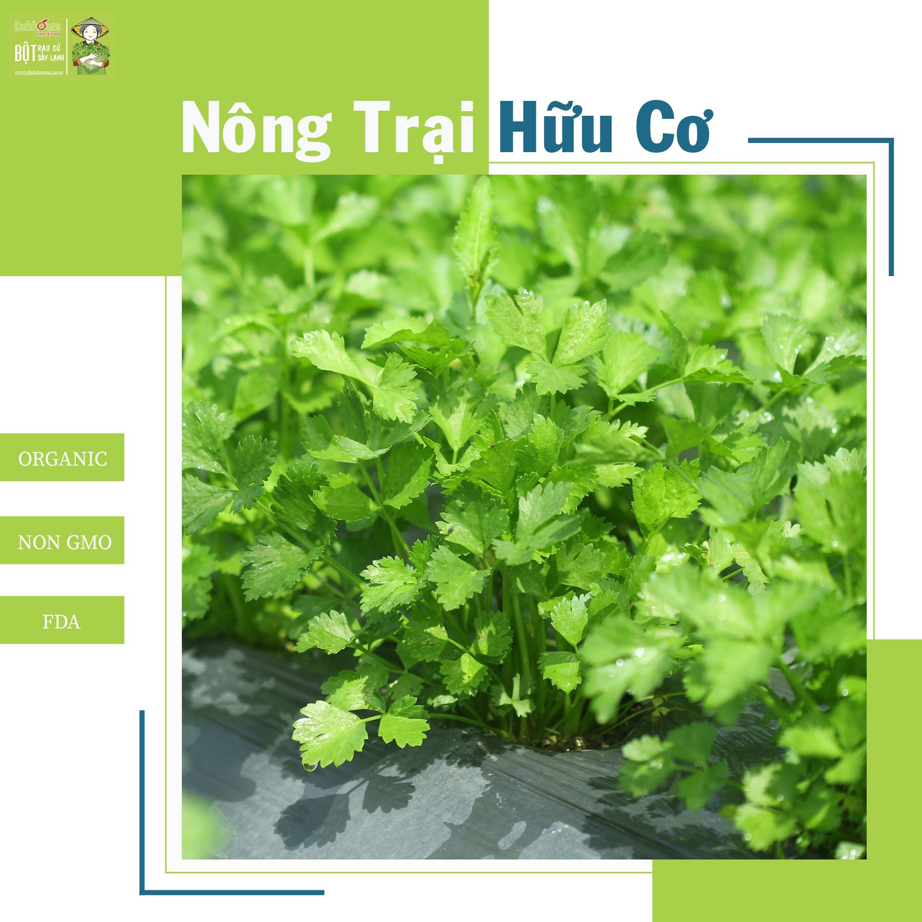 Bột cần tây hữu cơ nguyên chất sấy lạnh Dalahouse - Hộp 20 gói nhỏ 3gr định lượng sẵn cho 1 lần sử dụng - Hỗ trợ giảm cân, cao huyết áp, ngăn chặn gia tăng mỡ trong máu