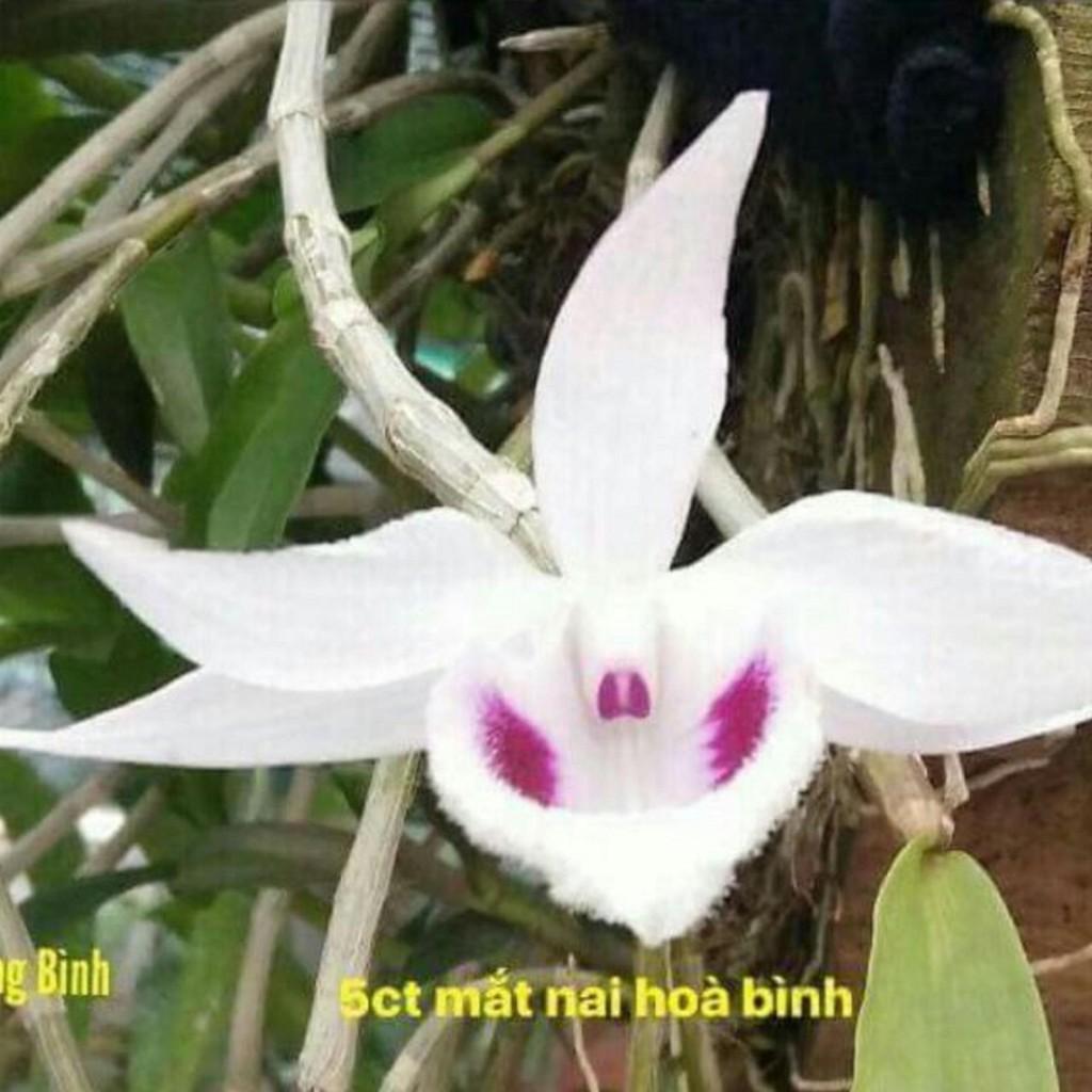 Cốc phi điệp 5 cánh trắng HÒA BÌNH - hàng CẤY MÔ - hoa TÙY DUYÊN - hoa siêu đẹp