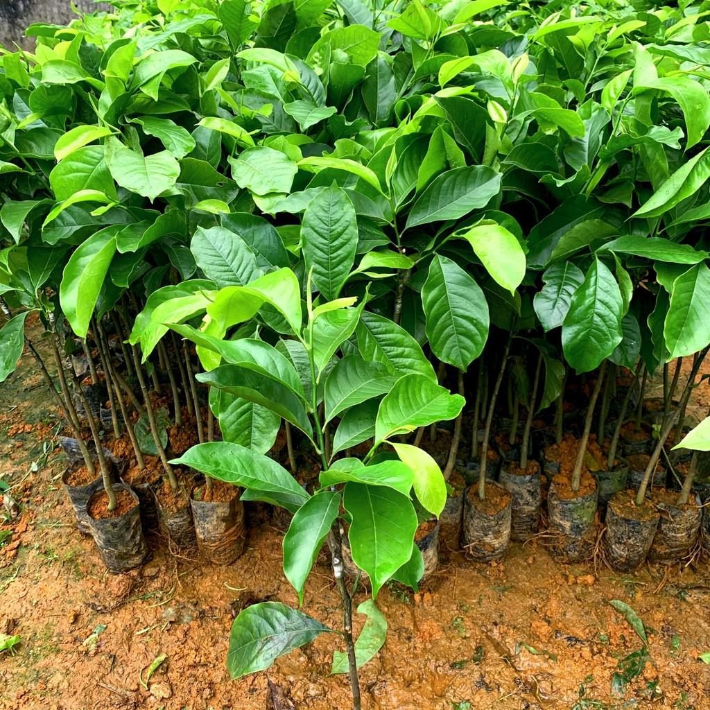 Cây giống dổi nếp lấy hạt