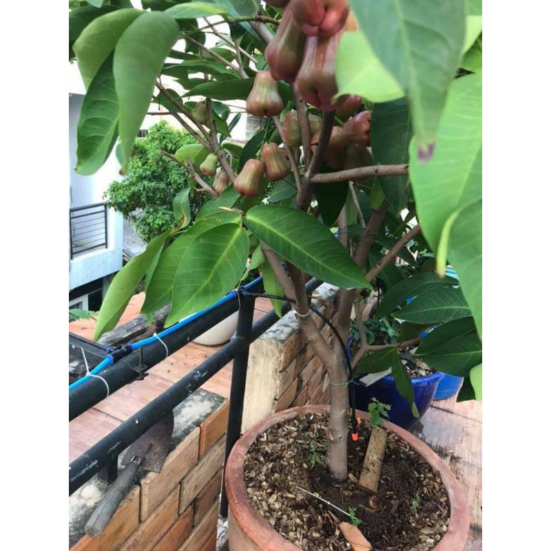 Cây Giống mận Đường Thái Lùn
