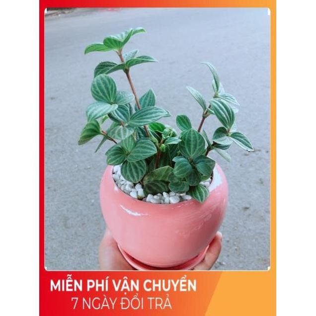 Chậu Cây Kim Cương Hột Xoàn