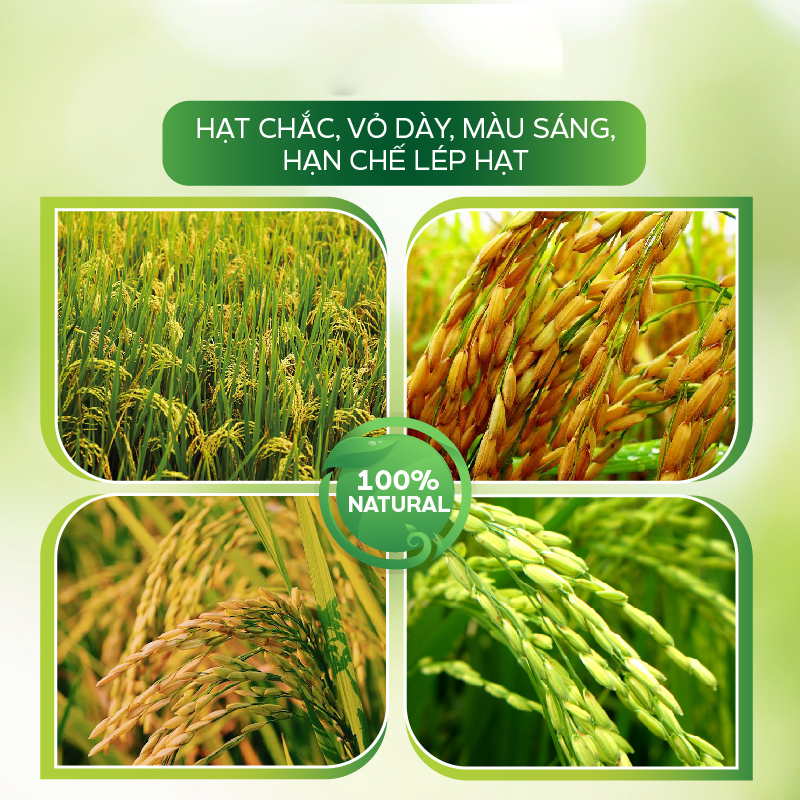 Phân Bón Hữu Cơ AT Chuyên Dụng Cho Cây Lúa Dinh Dưỡng Nuôi Hạt, Hạt Chắc, Vỏ Dày, Màu Sáng – AT Vô Gạo 500ml