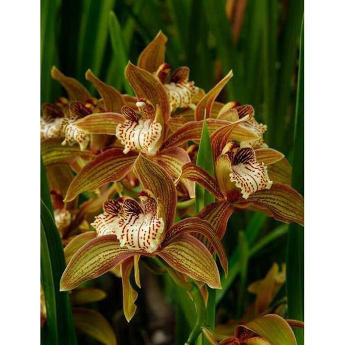 COMBO 10 THÂN ĐỊA Lan kiếm hồng hoàng , trần mộng thu- Cymbidium iridioides - TMTTB