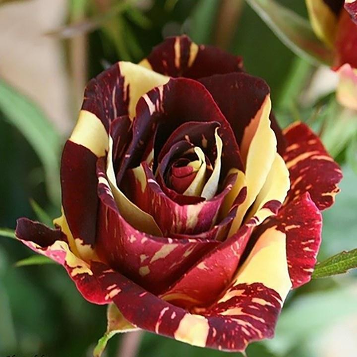 Hoa hồng ngoại Abracadabra kẻ sọc - cây giống rễ trần