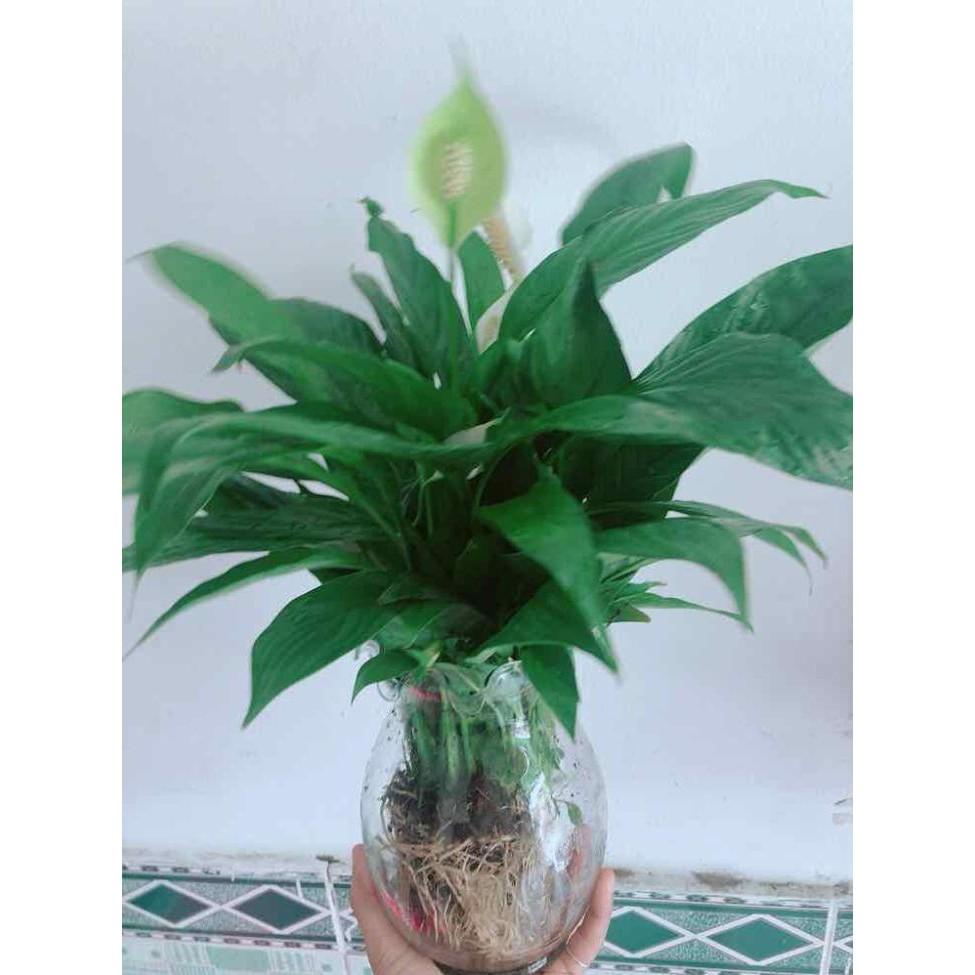 Chậu lan ý thuỷ sinh Bán Chạy