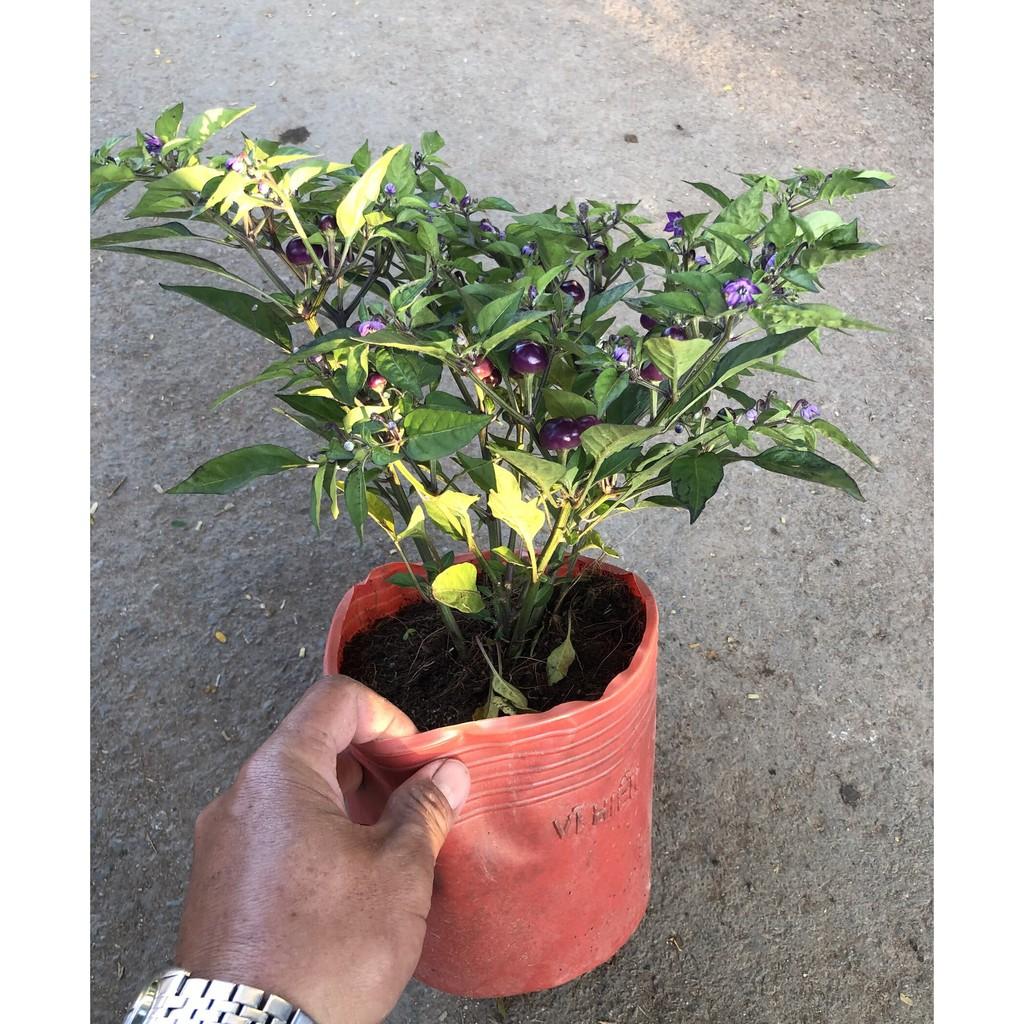 Chậu cây ớt tím tròn