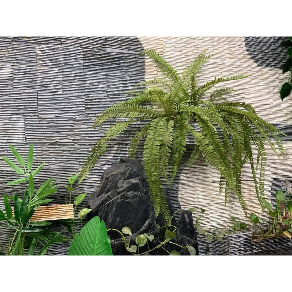 Dương xỉ casu Cao Cấp dài 71cm-Cành Lá Giả