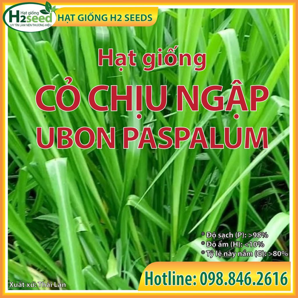 Hạt Giống Cỏ Chịu Ngập Ubon Paspalum - gói 2kg - Hạt Cỏ Năng Suất, Siêu Dinh Dưỡng cho Chăn Nuôi Bò, Dê, Cừu, Thỏ,...