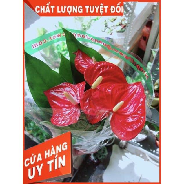 Cây Hồng Môn