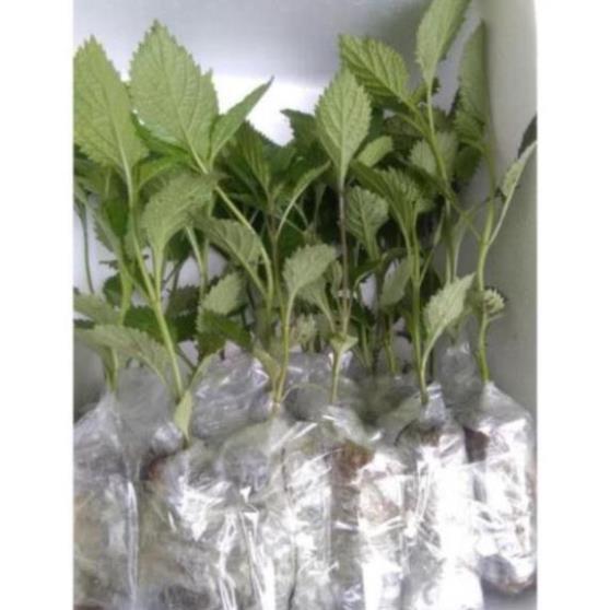 CHUẨN Combo 5 cây đuôi chuột hoa tím