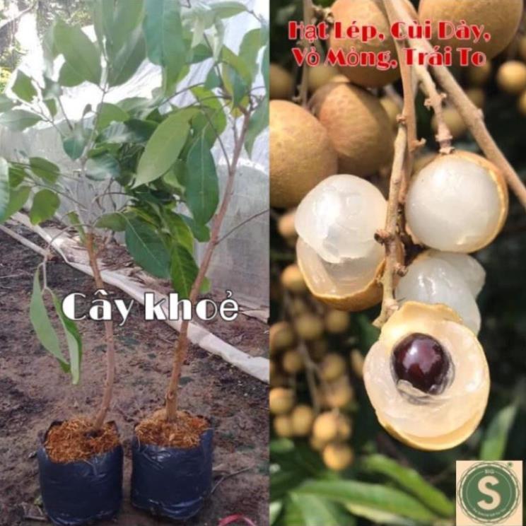 Cây Giống Nhãn Indo Hạt Lép, Cơm Dày, Vỏ Mỏng và Trái To