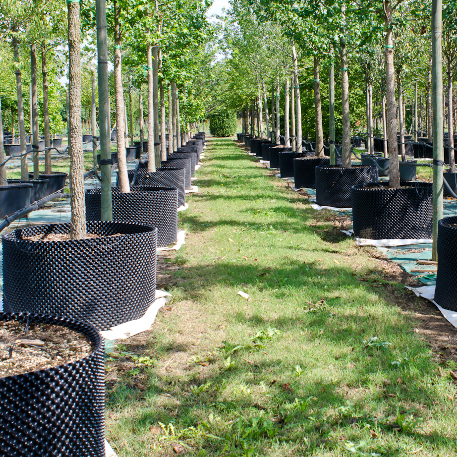 Bầu nhựa dưỡng cây C90 - Chậu dưỡng cây thông minh | Smart Pot