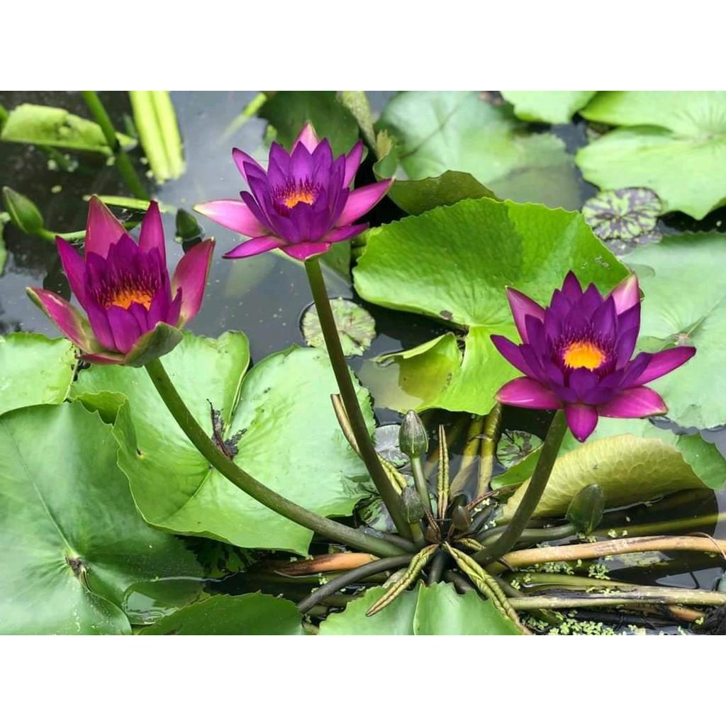 2 cây hoa súng thái lan đủ màu