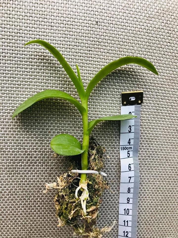 Phi điệp ĐỎ CÁNH MAI chuẩn giống cam kết chất lượng