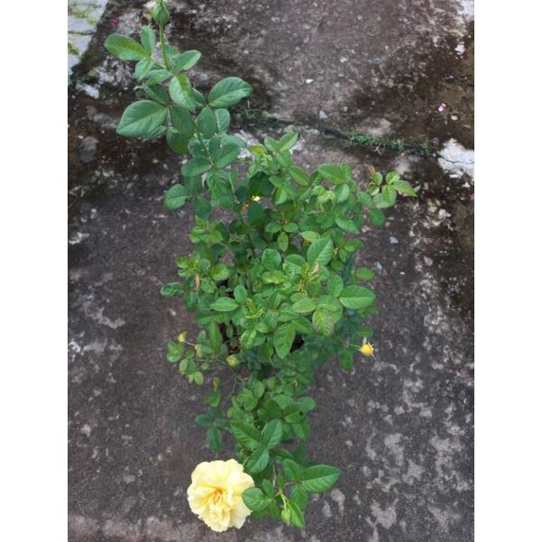 Hoa hồng vàng Yaya, hồng ngoại, hồng bụi, thân gỗ, nguyên bản
