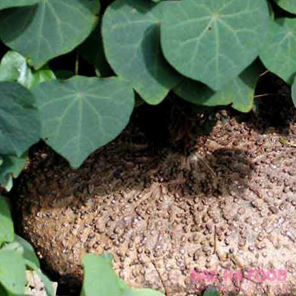 Cây giống bình vôi