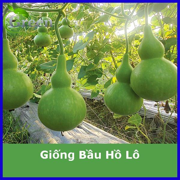 Hạt Giống Bầu Hồ Lô - Gói 10 Hạt