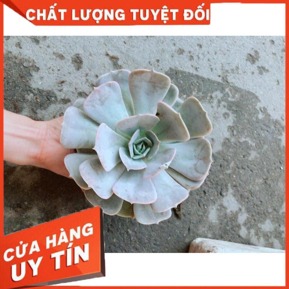 Chậu Sen Đá Hồng Nhiều Người Mua