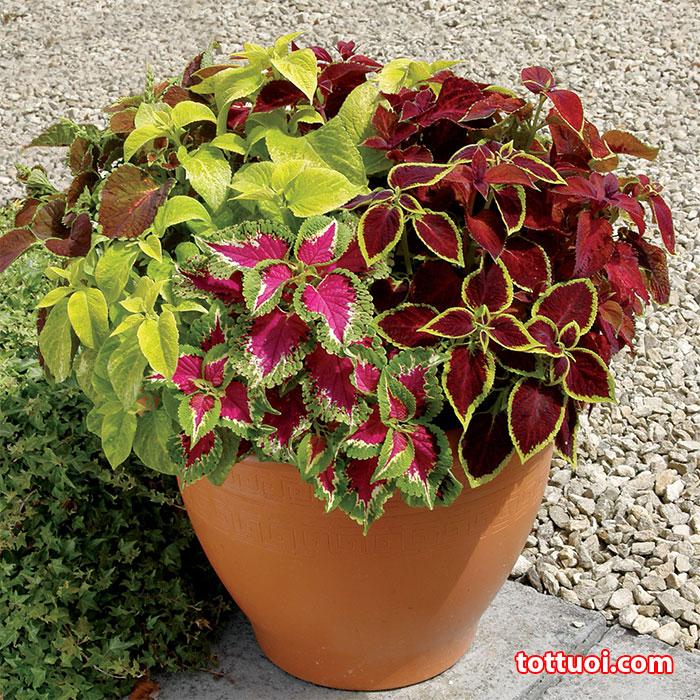 Hạt Giống Tía Tô Cảnh- Cây Lá Gấm  -