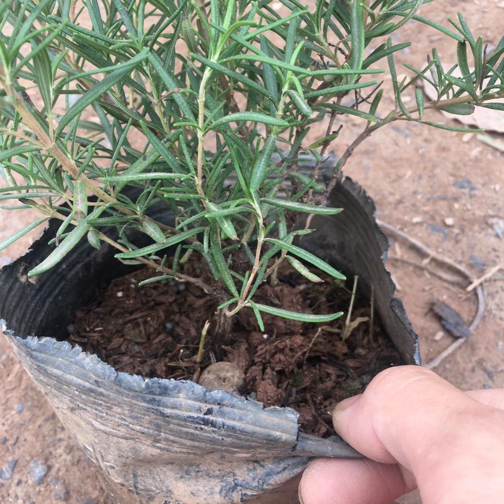 Cây Hương Thảo Rosemary Cao 30cm Toả Hương Dịu Nhẹ,Làm Gia Vị,Đuổi Muỗi