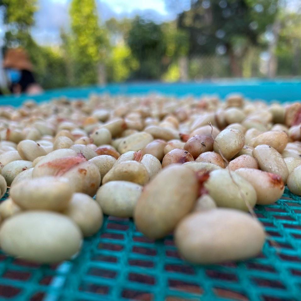 Túi thơm cà phê khử mùi, tự nhiên Buôn Ma Thuột 80gram,Túi thơm Cà phê Hữu cơ