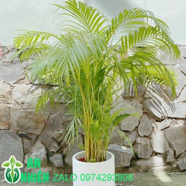 Chậu Cây Cau Cao Trên 1m