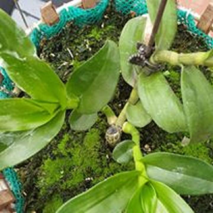 Hoa lan - mít văn sơn+ 700g phân thỏ hữu cơ
