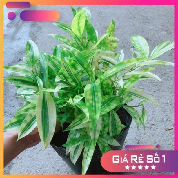 Cây Trúc Nhật Vàng
