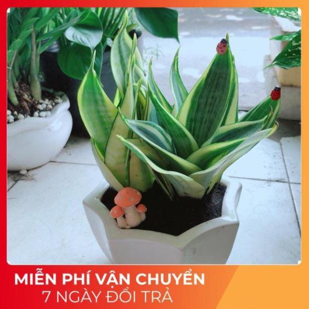 Chậu Lưỡi Hổ Thái Vàng