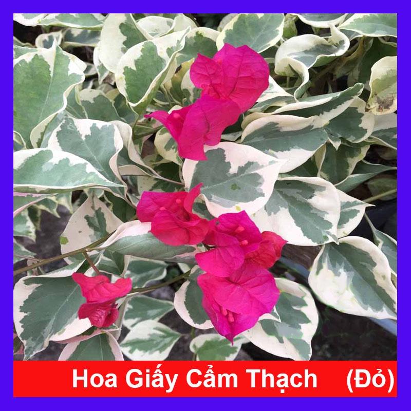 Cây hoa giấy cẩm thạch (màu đỏ) - cây cảnh để bàn + tặng phân bón cho cây