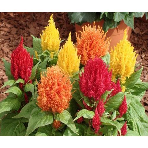 ️ HẠT GIỐNG HOA MÀO GÀ LỬA MIX️ SIÊU DỄ TRỒNG