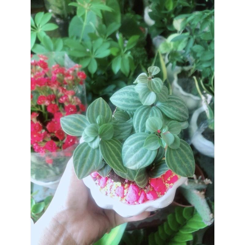 Chậu Cây Hột Xoàn