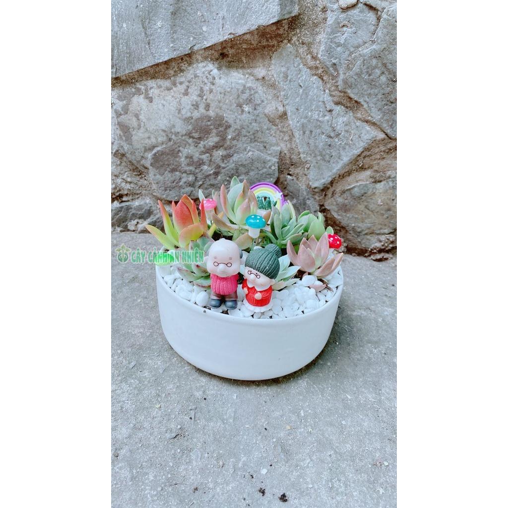 Chậu Cây Tiểu Cảnh mix đẹp