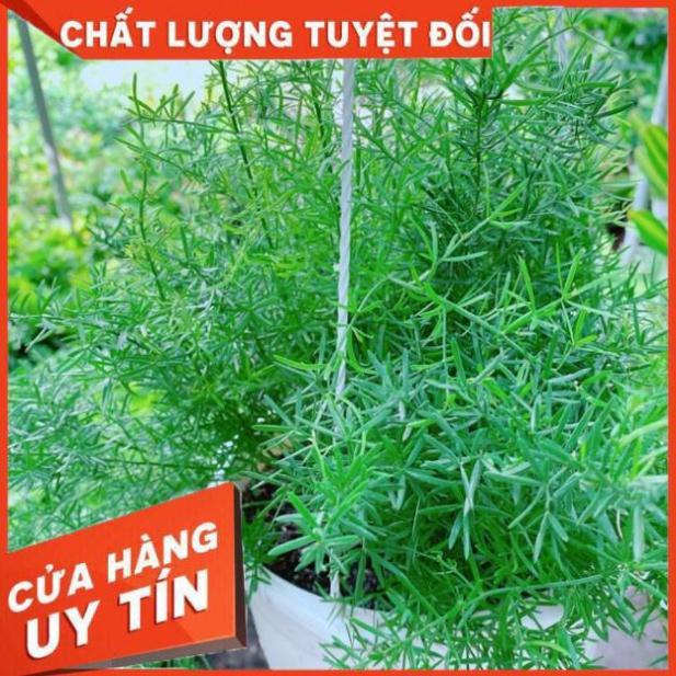 Cây thiên môn đông chậu treo to đẹp