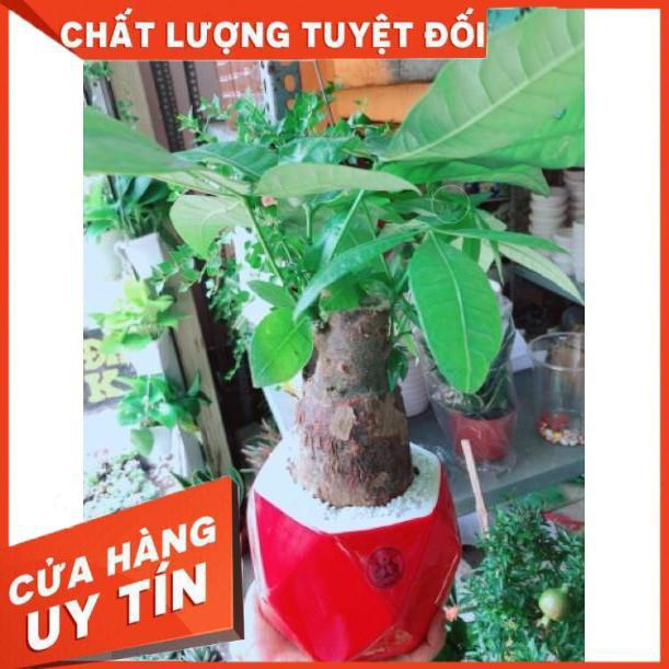 Chậu kim ngân chân voi kèm dĩa lót