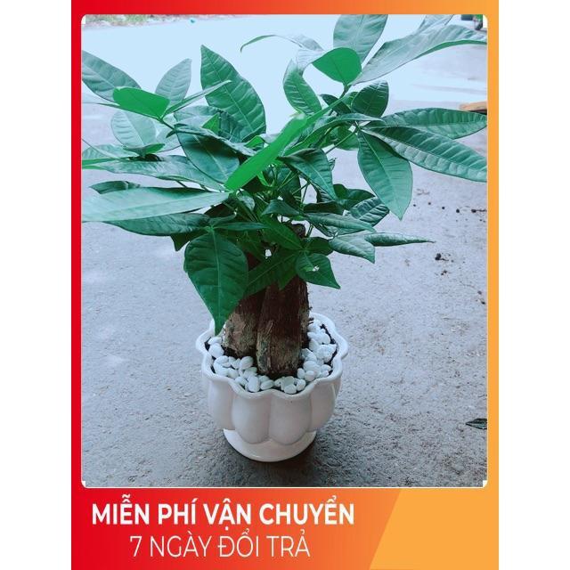 Chậu Kim Ngân 3 Thân Size Lớn