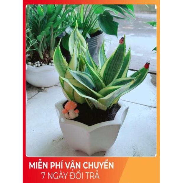 Chậu Lưỡi Hổ Thái Vàng