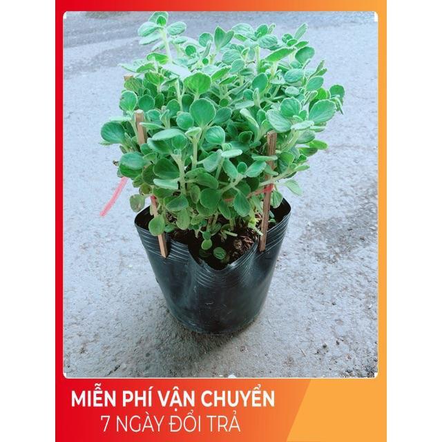 Nhất Mạc Hương kèm chậu sứ