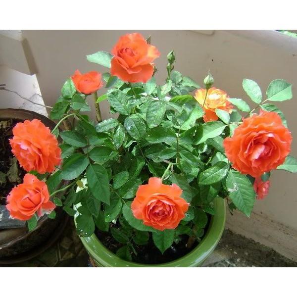 Cây Hoa Hồng Tỉ Muội + Tặng phân bón cho cây mau lớn