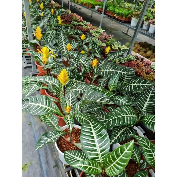 Cây lá ngựa vằn hoa vàng- bầu cây ổn định