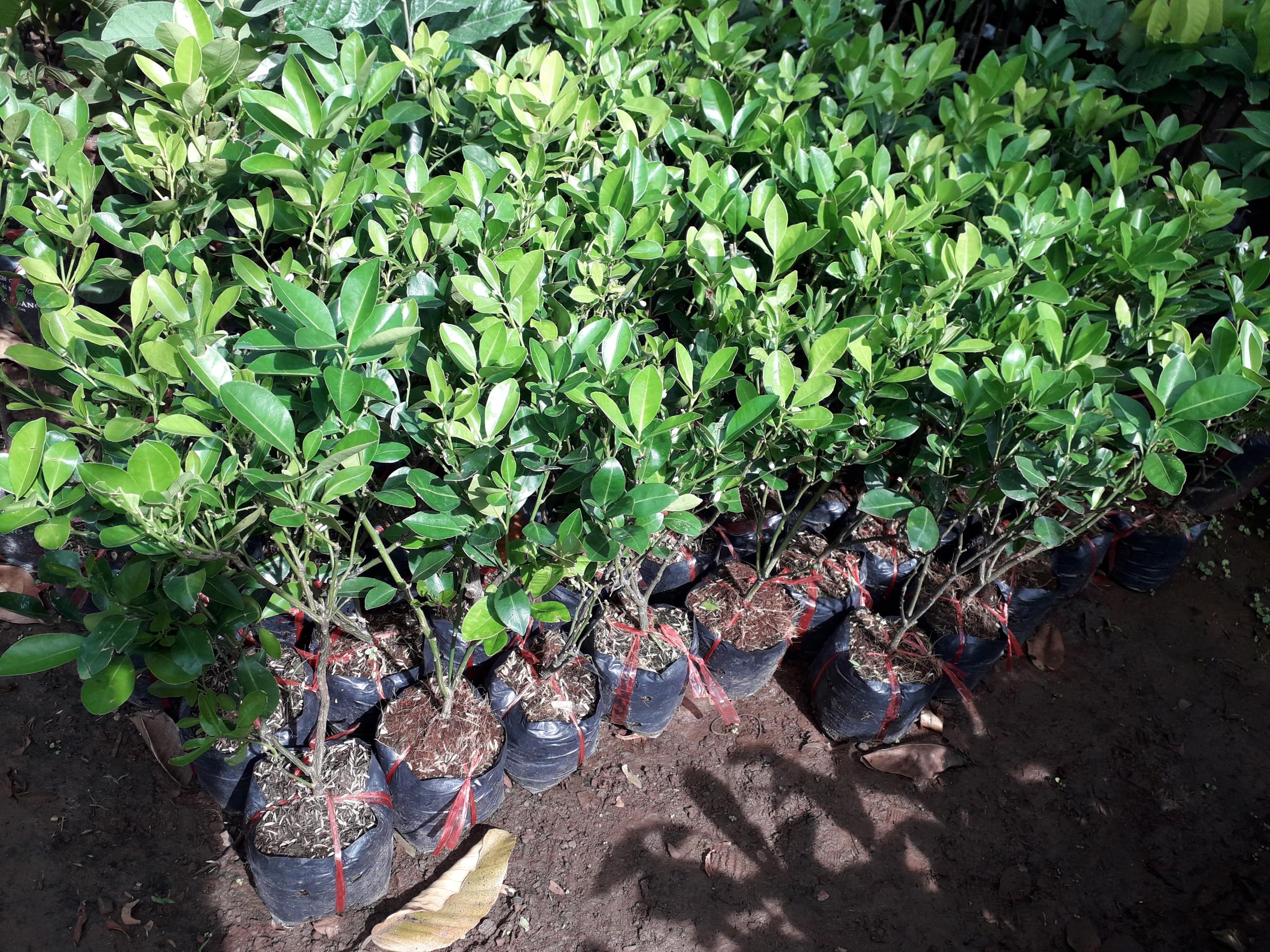 CÂY QUẤT GIỐNG.