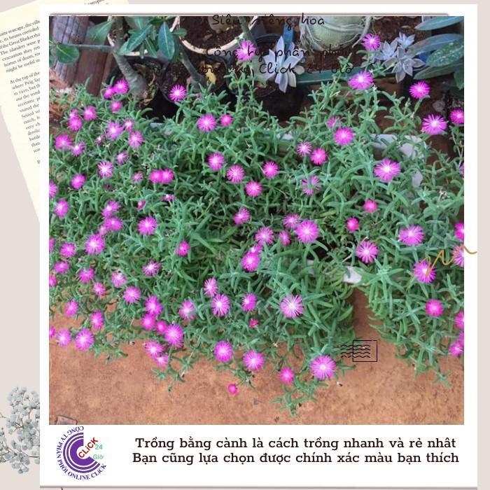 Combo 5 Cây Hoa Mười Giờ Nam Phi Đẹp Lạ Mắt Giống Chuẩn Hoa Mười Giờ Bonsai & Phụ Kiện