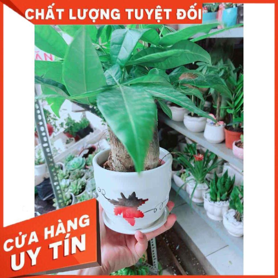 Chậu Kim Ngân Nhiều Người Mua