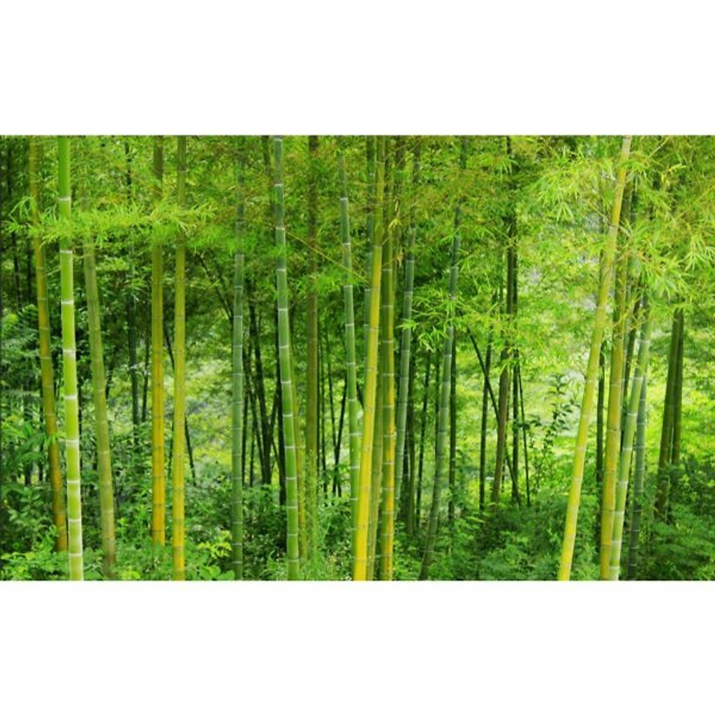 (HCM) Tranh dán tường 3d trúc xanh có sẵn keo phù hợp trang trí cho mọi không gian sống( có in theo kích thước yêu cầu)