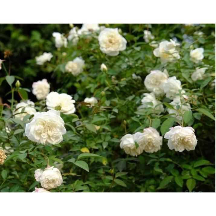 COMBO 3 cây giống hoa hồng CỔ TRẮNG BẠCH XẾP-Giống hồng cổ trắng đẹp và sai hoa