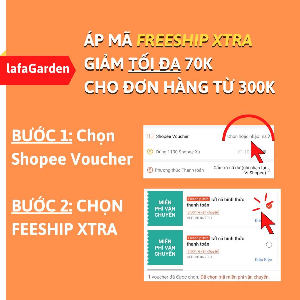 Cây tùng tuyết mai kích thước , có bầu đất khỏe mạnh, sai hoa