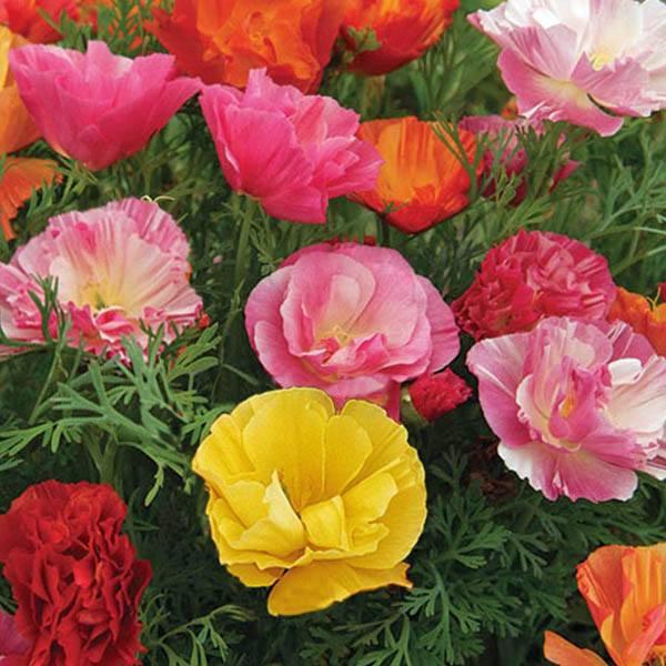 Hạt Giống Hoa Poppy Kép Mix Màu KNS3731 - Gói 50 hạt